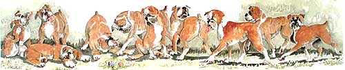 Boxer dogs Watercolor Print